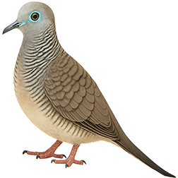 Zebra Dove